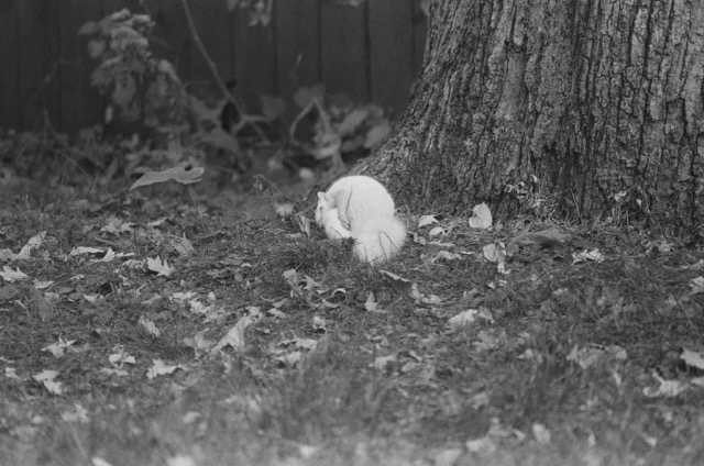 photo 066