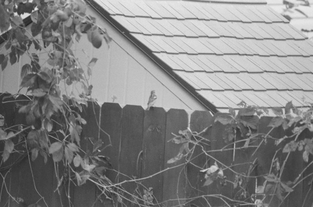 photo 069