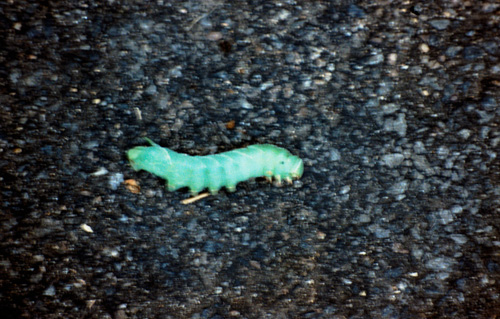 photo 407